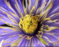 Tapeta Nature Flowers 485.jpg